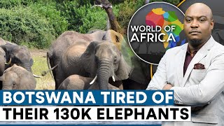 Botswana offers Germany 20,000 elephants | World Of Africa