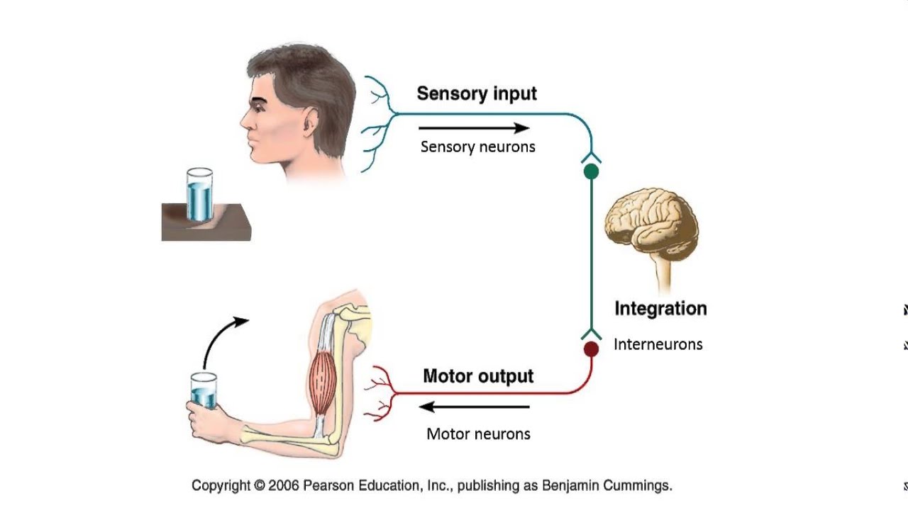 Nervous first. Sensory nervous System. Sensory neuron. Нейрофизиология еды. Physiology of the Sensory Systems.