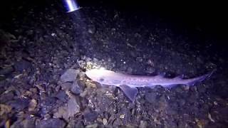 Diversnight 2017 Askøy Sportsdykkerklubb (Dykking Diving Hai Hågjel Havmus) Resimi