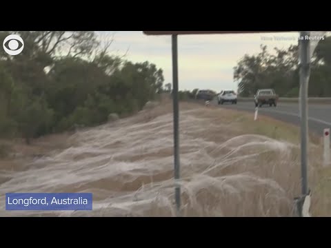 Spider Webs Conquer Australia 