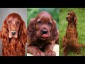Irish setter | Funny and Cute dog video compilation in 2022