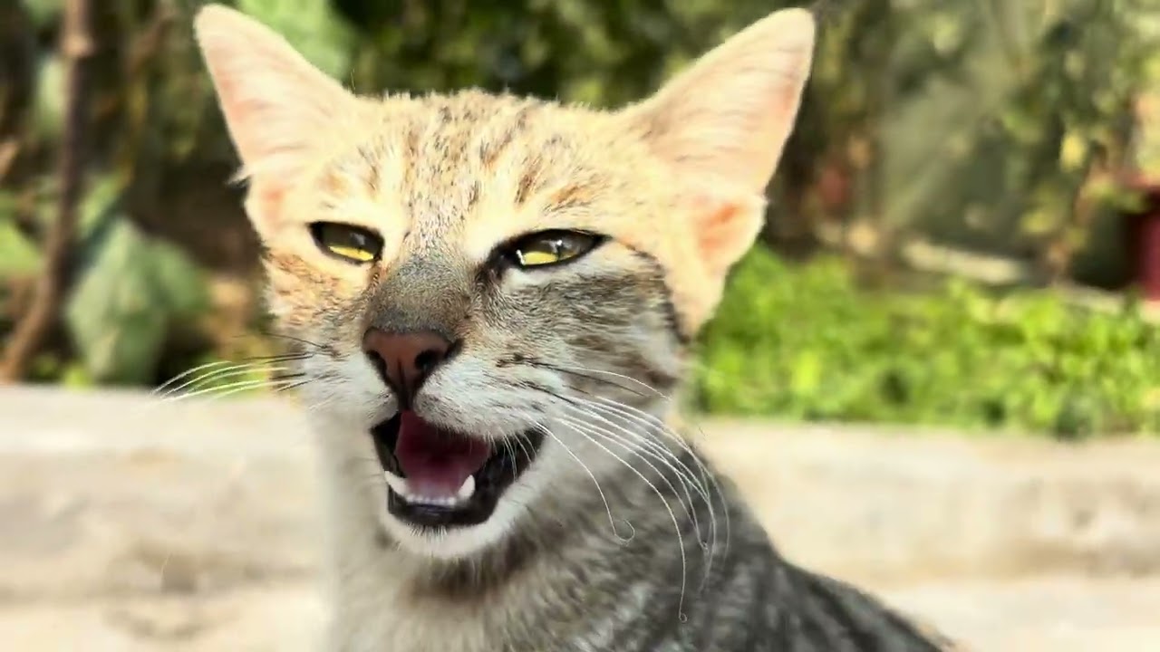 Aaj nikali ap ne kitchen garden se matar || Nuksaan || 