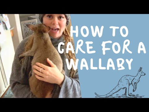 Video: Pet Scoop: Orphaned Wallaby dobi nadomestnega očeta, meso, ki je ostalo iz nekaterih etiket za hrano za hišne živali