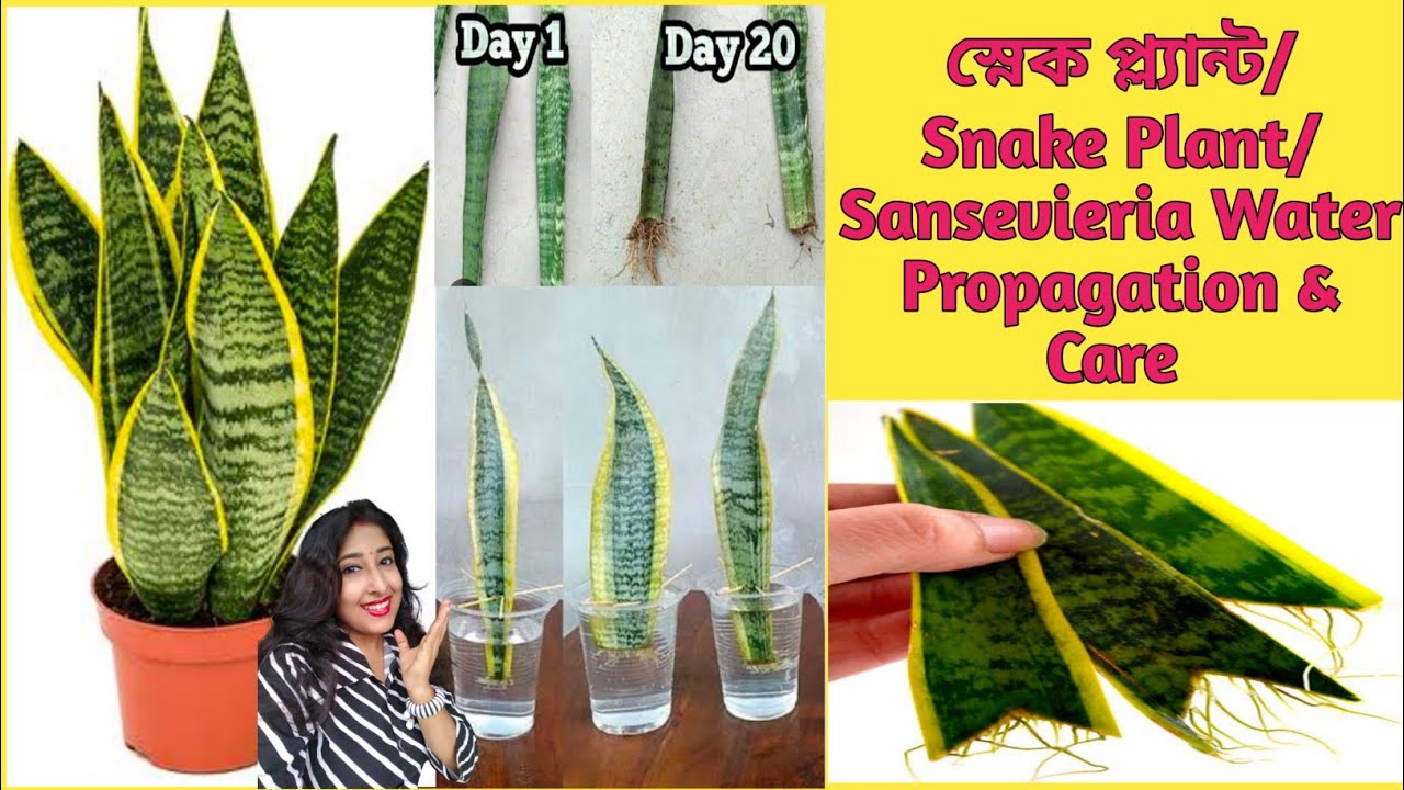 Snake Plant/Sansevieria Water Propagation & Care/How To Grow Snake