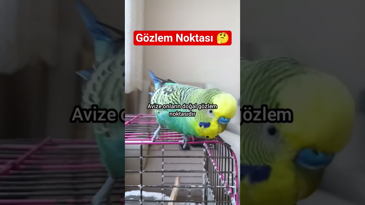 Kuşlar Kafesin En Yüksek Teline ve Avizeye Neden Bayılır? 🐦⬆️ Bilimsel Sebep! #muhabbetkuşu #birds