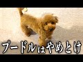 頭の良い犬種は飼いやすいとかいう"闇"【トイプードル】