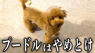 頭の良い犬種は飼いやすいとかいう'闇'【トイプードル】