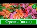 Виды и сорта фрезии