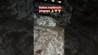button mashroom 🍄🍄 progress #agro #लाइक_शेयर_और_सब्सक्राइब_ज़रूर_करें #khetibadi #agriculture SK Raj