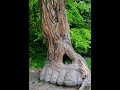Circular walk around Cwmcarn Forest