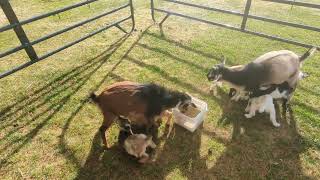 feeding time goats