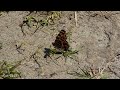 Сонцевичок змінний. Метелик першого покоління / Map butterfly