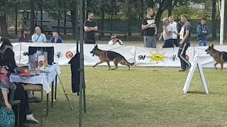 Sg1 Vulcan Noster Amicus - Macedonian Sieger Show 2018