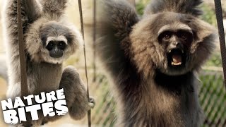 Father-Son Rivalry In Silvery Gibbon Family | The Secret Life of the Zoo | Nature Bites