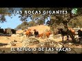 Toros de Apolinar: refugio de vacas entre rocas gigantes y destete | Toros desde Andalucía