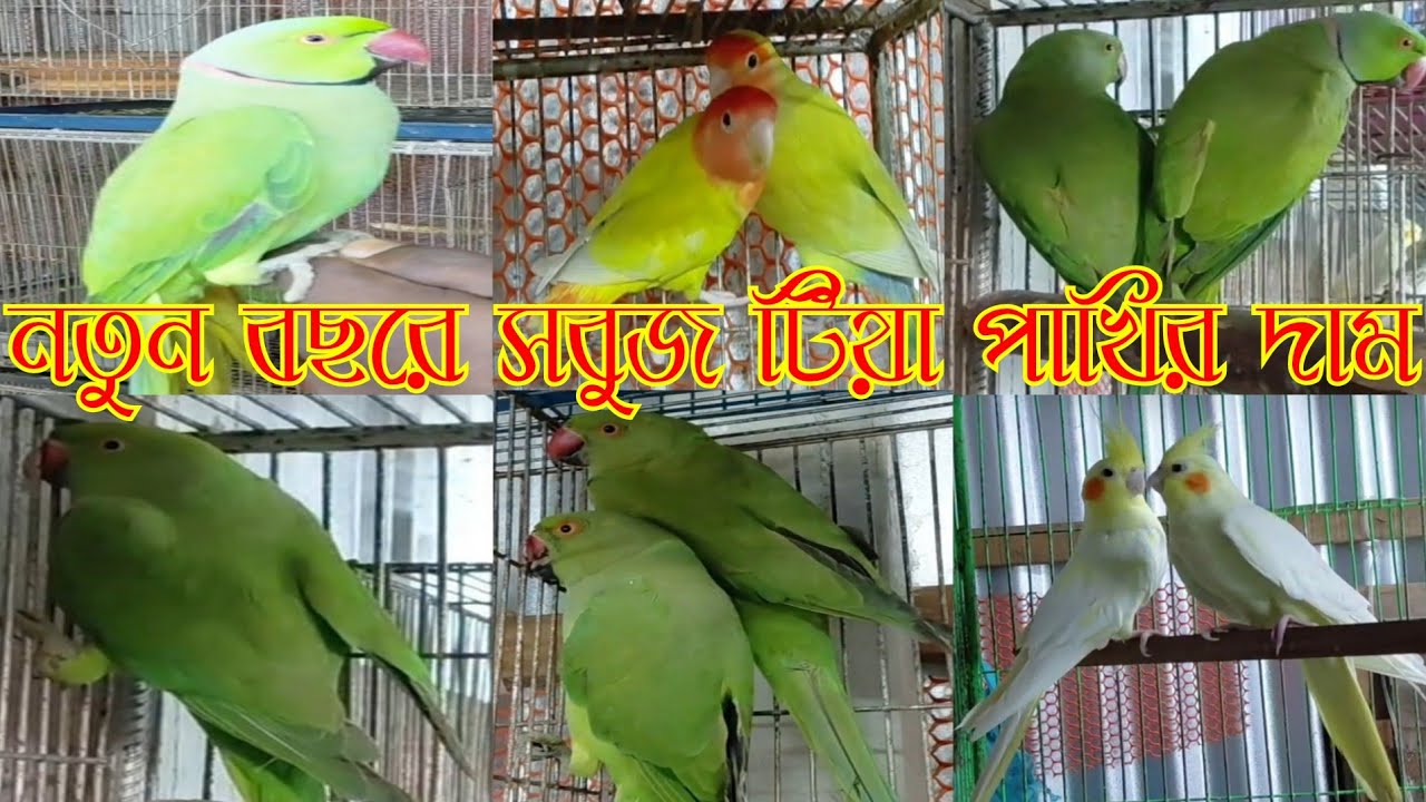 নতুন বছরে সবুজ টিয়া পাখির দাম || Tiya Pakhir dam || parrot price in Bangladesh 2026