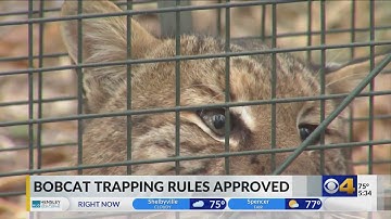 Bobcat trapping season goes into effect this fall