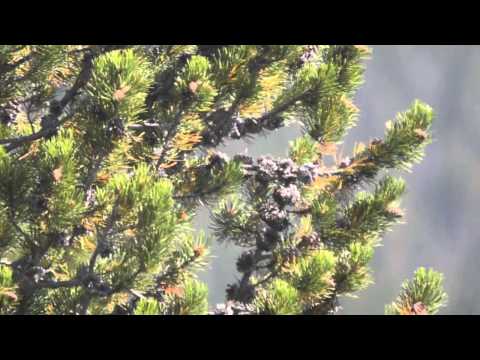 გრიზლი და მგლები