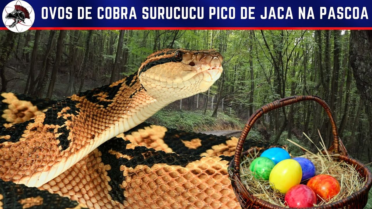 Ovo de Cobra Surucucu pico de jaca na Pascoa | Biólogo Henrique o Biólogo das Cobras