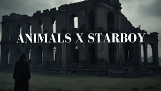 Animals x Starboy( slowed + reverb ) | Lyrics | 8D Audio