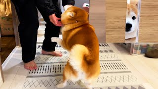 被災63日目。出かける家族を戸の隙間からさみしそうに見送る柴犬→たった1時間後の再会でテンション大爆発