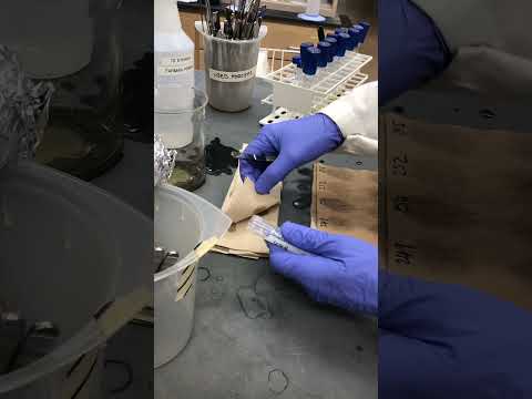 Harvesting fungal mycelium for DNA extraction