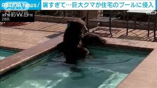 暑すぎて…巨大クマが住宅プールに侵入　米カリフォルニア州(2023年7月29日)