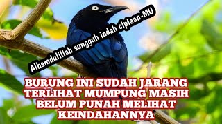 Download Lagu MEMANJAKAN MATA MELIHAT INDUKAN BURUNG SRIGUNTING MEMBERI MAKAN ANAKNYA DI ALAM MP3
