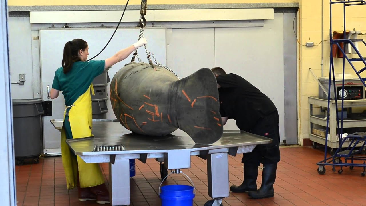 Graphic details released in Sarasota's Mote Marine manatee death ...