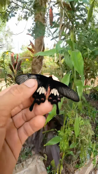I saved the butterfly.
