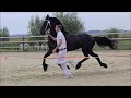 How is Frieda fan 'e Goëngamieden doing at the inspection at Stal Chardon!? Friesian Horses