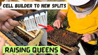 1st Time Raising Queens - Splits and Cell Placement by brucesbees 8,606 views 1 month ago 18 minutes