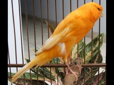 Kicau Burung  Kenari  Juara Isian Full Roll Gacor  Canary 