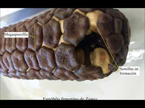 Video: ¿Qué es el megasporangio en la planta?