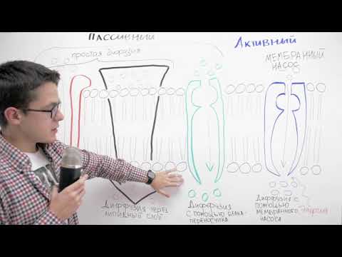 Видео: Структурата и функцията на плазмените мембрани