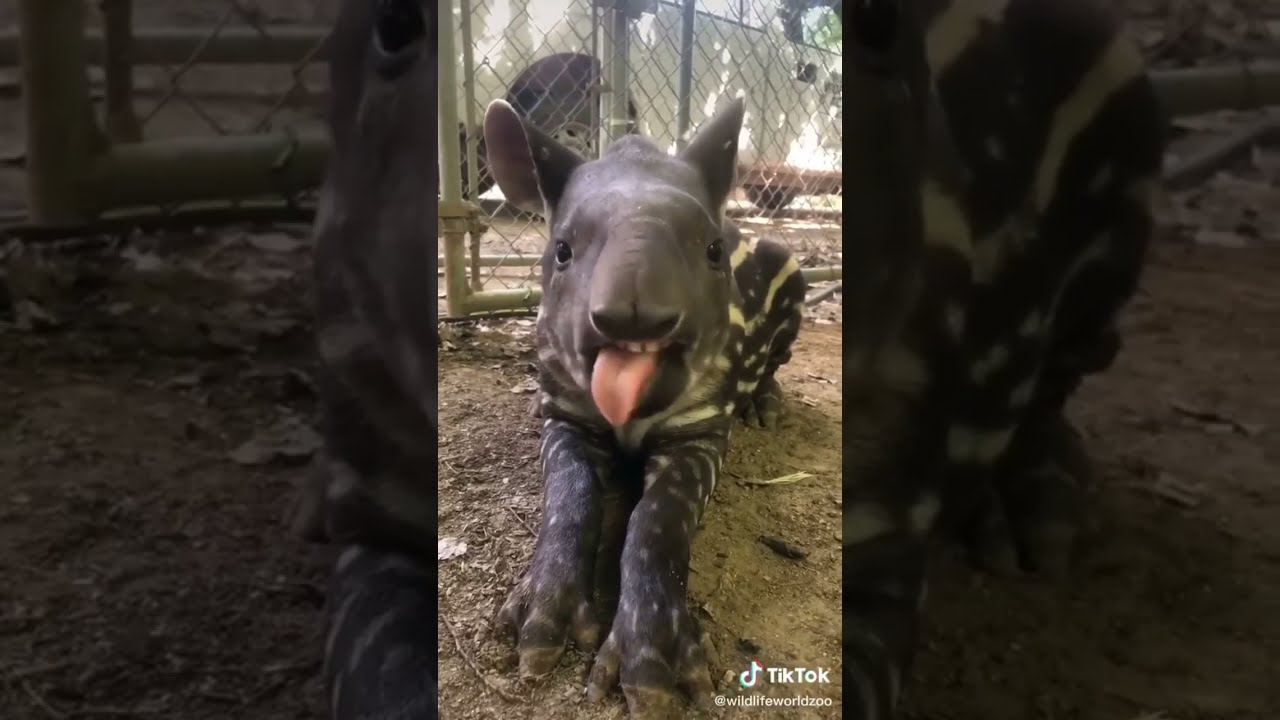 How Cute Is This Tapir From 1 10 Video By Wildlifeworldzoo Follow Discoverwildlife For More 