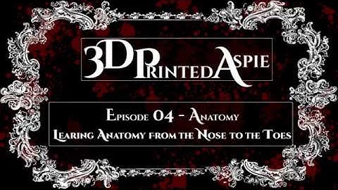 Zbrush and Chill Episode 04 Anatomy of the Nose