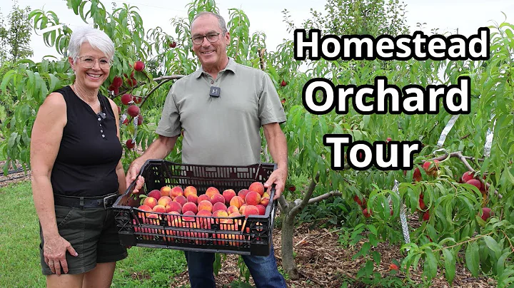 Homestead Orchard Tour: Growing Bounty on our Small Farm