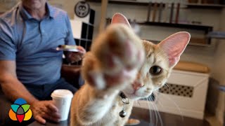 It's opening day for cat café