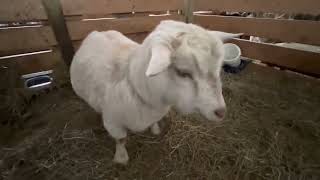 Goat birth goes horribly wrong | Emergency vet visit for Ambrosia’s kidding | President Snow?