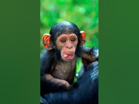 Why Do Chimps Eat Babies? #shorts - YouTube