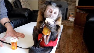 Capuchin Monkey vs Child Proof!