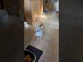 Your dog won't stop scratching? Try this #doghealth #allergies #shorts