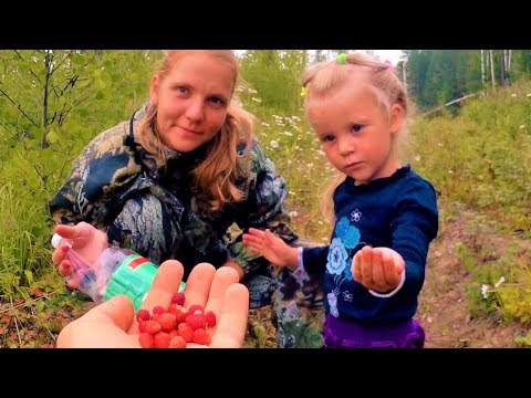 Лето лес и земляника