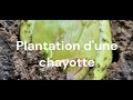 Plantation dune chayotte