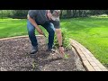 Thistle Removal Do S And Don T S 