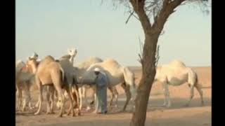 الزعاق.. اليوم بداية الوسم وهذه السمة الجوية تبشر بربيع مزدهر لو حدثت. 