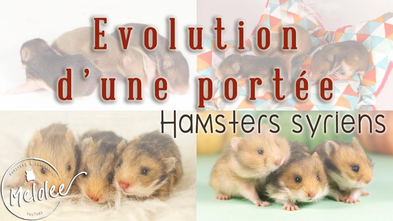 Evolution D Une Portee De Hamsters Syriens Youtube