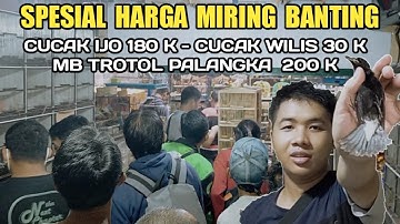HARGA BANTING MIRING CUCAK IJO MULUS 180K CUCAK WILIS 30K MASIH BANYAK LAINYA PASAR BURUNG PRAMUKA