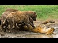 Hyena's Savage Revenge! Lion Was Torn To Pieces By Angry Hyenas In The Night To Avenge Cubs